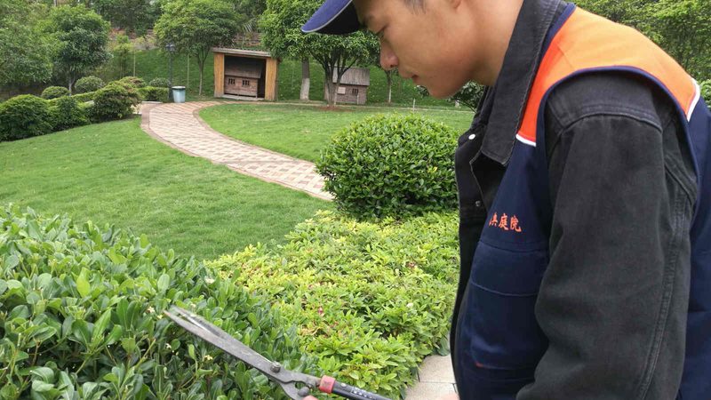 绿植租赁：厂家直供背后的优势与考量**
