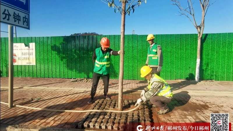 小区绿化树苗选购，如何避免常见误区**