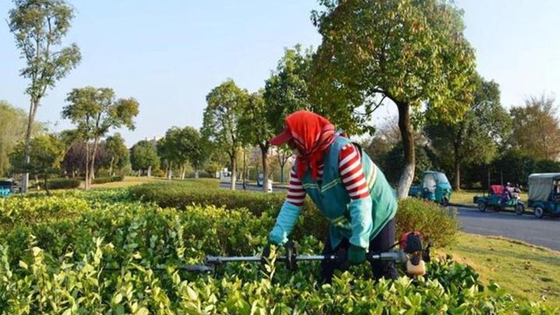屋顶绿化墙工程：打造城市生态新景观**