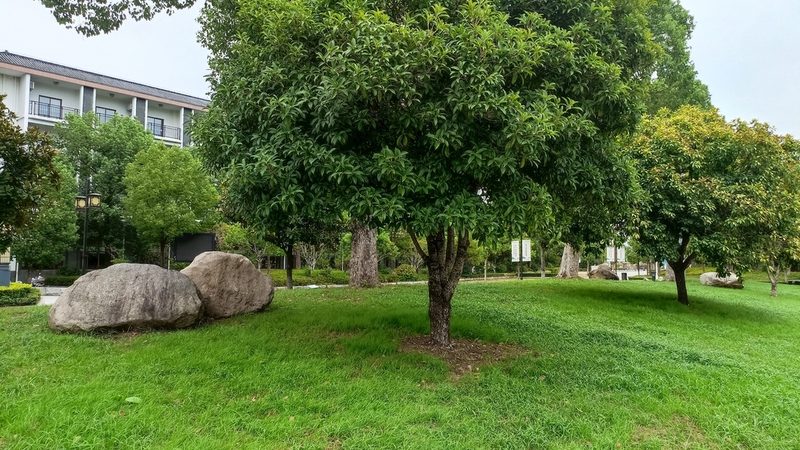 医院绿化养护流程：科学管理与健康环境的守护者**